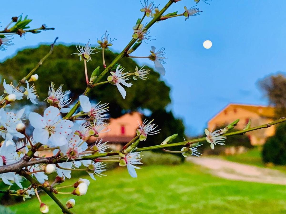 Tenuta Agricola Fraschiera Villa Massa Marittima Dış mekan fotoğraf